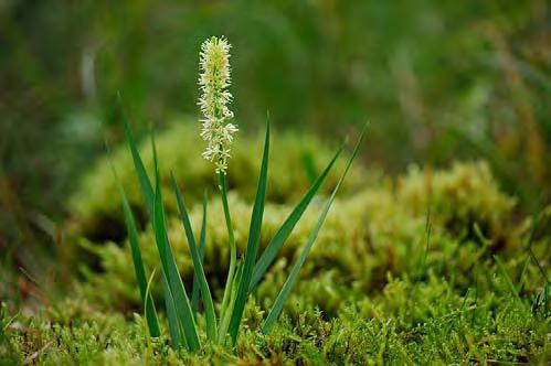 incarnata (57) Kustarun Centaurium littorale (55) Vitmåra Galium boreale (50) Ängsstarr Carex hostiana (46) Sumpnycklar Dactylorhiza traunsteineri (45) Axag Axag Schoenus ferrugineus (120) Tall Pinus
