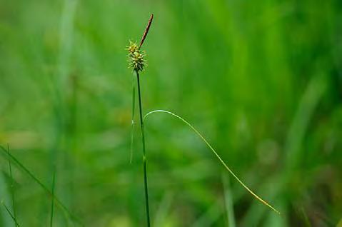 Potentilla anserina (18) Gråvide Salix cinerea (18) Ärtstarr Carex viridula (17) Tussilago Tussilago