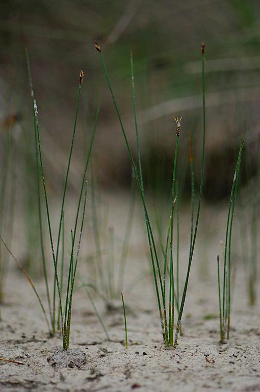 Svarthö Bartsia alpina (10) Sen ängsgentiana Gentianella amarella var.