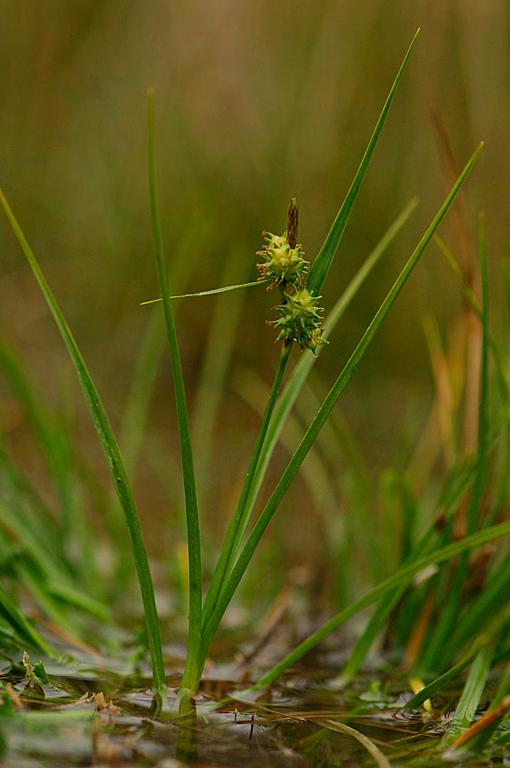 (6) Vattenklöver Menyanthes trifoliata (6) Trådstarr Carex lasiocarpa (5) Loppstarr Carex pulicaris (5) Luddstarr Carex tomentosa (5) Agnsäv Eleocharis uniglumis (5) Strandklo Lycopus europaeus (5)
