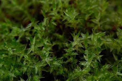 Guldspärrmossa Campylium stellatum
