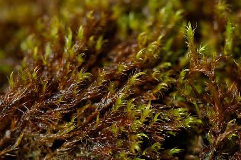 (61) Kalkkammossa Ctenidium molluscum