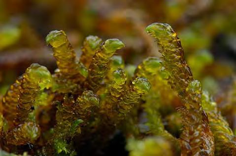 scorpioides (47) Stor fickmossa