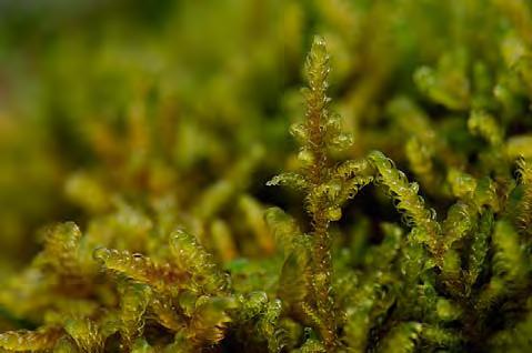 Vitmossor Sphagnum sp.
