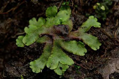 Fetbålmossa Aneura pinguis (11) Gyllenmossa Tomentypnum nitens (1)
