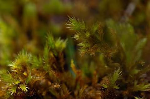 Källtuffmossa Cratoneuron filicinum (6) Lungmossa Marchantia polymorpha (5)