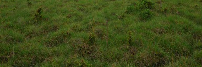 Området består av en hästskoformad agmyr med skänklarna riktade mot norr. Den nordvästra delen består av rikkärrsvegetation. Området har diffus källpåverkan.