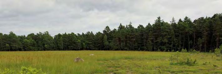 Element 2: Golv, 95 % av delobjektytan, 05J 9A 30 KÄRR 2000 M SSV FARDHEM K:A Topogent kärr, 1,0 ha, 17 m ö h. 1,0 ha. Svag generell påverkan från dikning. Prel. åtg. behov: dämning. Rikkärr.
