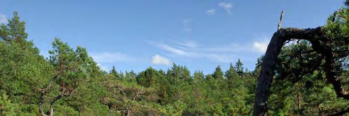 06J 1A 04 KÄRR 2800 M NNV GERUM K:A Topogent kärr, 2,6 ha, 63 m ö h. Naturskyddat. Ingår i nyckelbiotop. 2,6 ha. Stark lokal påverkan från anslutande avverkning, viltvatten.