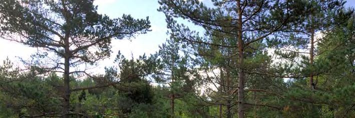 06J 1A 08 våtmarken. Flera av de öppna myrytorna är dessutom starkt störda av hyggesplöjning. Avverkningar ansluter både mot sydväst och sydost. Kantzonerna är smala eller saknas.