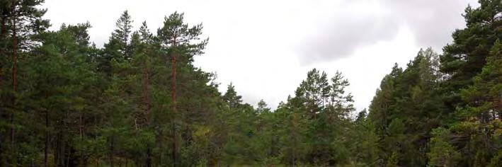 06J 1A 34 ytor av blottad bleke finns mellan tuvorna.