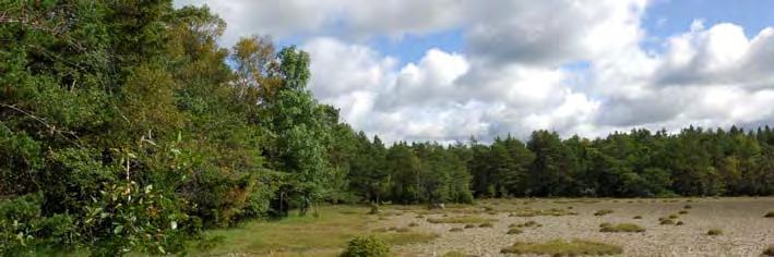 I skogen finns även en välutvecklad vitmosstuva. Myren påverkas av anslutande avverkningar i söder. Kantzonen mot myren är cirka femton meter bred.