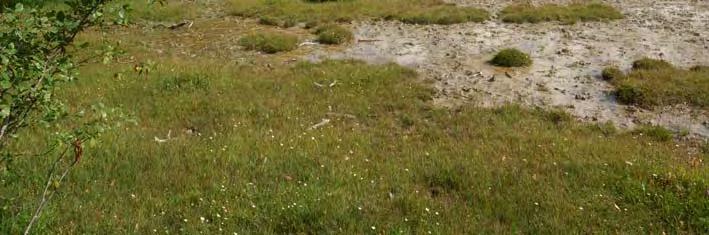 Områdets naturvärden bedöms ha mycket goda förutsättningar att bevaras under rådande förhållanden. 06J 1A 36 KÄRR 2700 M NNV GERUM K:A Soligent kärr, 5,6 ha, 65 m ö h.