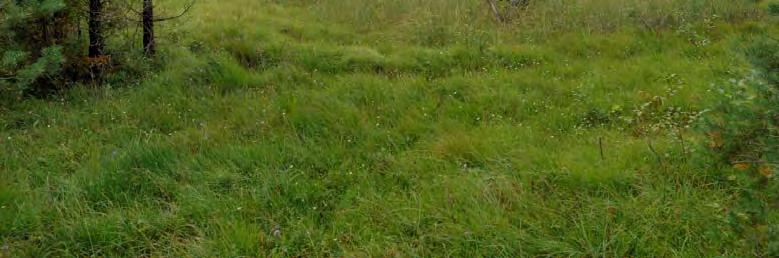 Fältinv. 2007-08-28. 0,4 ha. Svag lokal påverkan från körspår, rikkärr. Element 1: Golv, 70 % av delobjektytan, öppet. Agvegetation. Lösbotten.