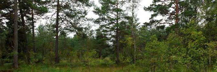 Element 1: Golv, 50 % av delobjektytan, glest Element 2: Golv, 50 % av delobjektytan, 06J 1A 40 KÄRR 1850 M NV LOJSTA K:A Topogent kärr, 0,3 ha, 58 m ö h. 0,3 ha. Svag lokal påverkan från körspår, rikkärr.