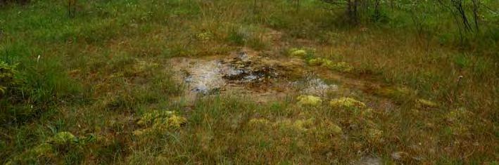 0,5 ha. Svag lokal påverkan från dikning. Prel. åtg. behov: dämning. Rikkärr.