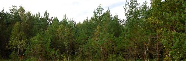 och korvskorpionmossa, näbbstarr, axag, ängsstarr, sumpnycklar, slåtterblomma, tätört, kärrlilja, smalfräken, storsileshår, majviva och gräsull.
