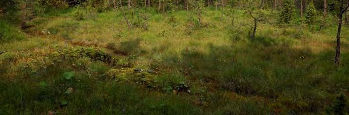 axag, kärrlilja, storsileshår, brudsporre, kärrfräken, slåtterblomma, sumpnycklar, gräsull, näbbstarr, kustarun, majviva, kärrgröe, älväxing och