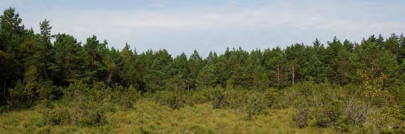 samt den ovanliga arten sen ängsgentiana. Svarthö förekommer med mer än femtusen exemplar i området. En mindre förekomst med den på Gotland ovanliga arten svartknoppsmossa påträffades i området.