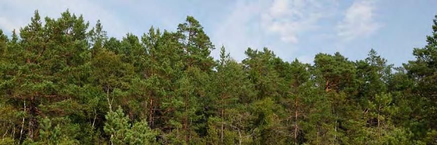 subfossila snäckor. En omfattande deflation av blekelagret har ägt rum. Myrytan är helt flack med blottade blekeytor mellan tuvorna.