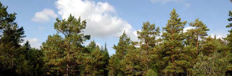 I kärren växer axag, blåtåtel, hirsstarr, storven, slankstarr, knappag, slåtterblomma, svarthö, majviva, kustarun, ängsvädd, brudsporre, sen ängsgentiana, ag, blodrot,