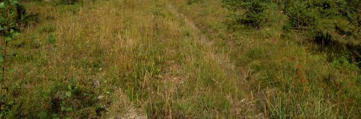 angeläget att återinföra extensivt bete, till exempel russbete av den typ som sker i Russparken. 06J 2A 14 KLASS 1 KÄRR 4400 M NNV LOJSTA K:A Topogent kärr, 9,0 ha, 59 m ö h. Fältinv. 2007-09-14.
