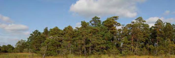 06J 3D 01 06J 3B 34 KÄRR 6850 M SO HEJDE K:A Topogent kärr, 0,3 ha, 52 m ö h. 0,3 ha. Svag lokal påverkan från anslutande avverkning. Rikkärr.