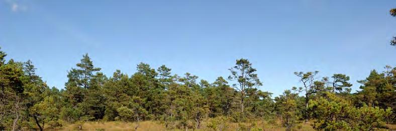 06J 3E 38 HAJDEN, 2000 M SO ALA K:A Topogent kärr, 0,6 ha, 36 m ö h. 0,6 ha. Svag lokal påverkan från dikning. Prel. åtg. behov: dämning. Rikkärr.