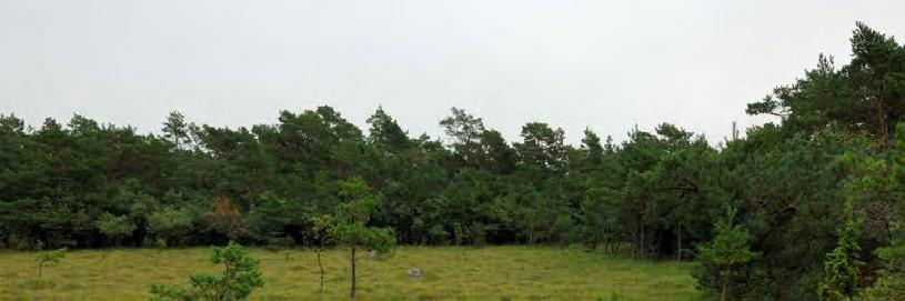 06J 4F 33 KÄRR 2650 M NV GAMMELGARN K:A Topogent kärr, 0,8 ha, 12 m ö h. Naturskyddat. 0,8 ha. Rikkärr.
