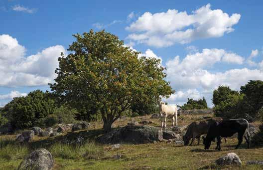Figur 26 Den samhällsekonomiskt största positiva effekten av vallersättningen och kompensationsstödet var att arealen betesmark blev större, men stöden var ändå klart olönsamma jämfört med om de hade