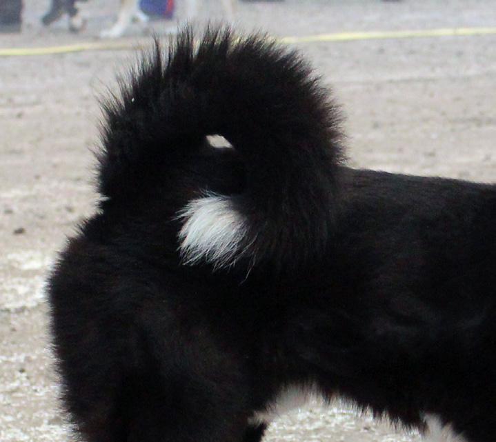 I Finland kan CK/Cert tilldelas hund med stubbsvans vilket också är möjligt i Sverige. Ungefär 3 % av alla födda har medfödd stubbsvans och ca 1/3 av dessa visas på utställning. Utmärkt buren svans.