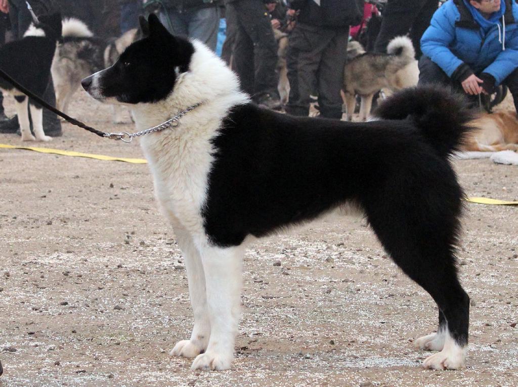 Benstommen skall vara tillräckligt grov och benen korrekt ställda. Sporrar på bakbenen är ofördelaktigt för en jagande hund. Därför bör hundar med sporrar på bakbenen inte tilldelas CK.