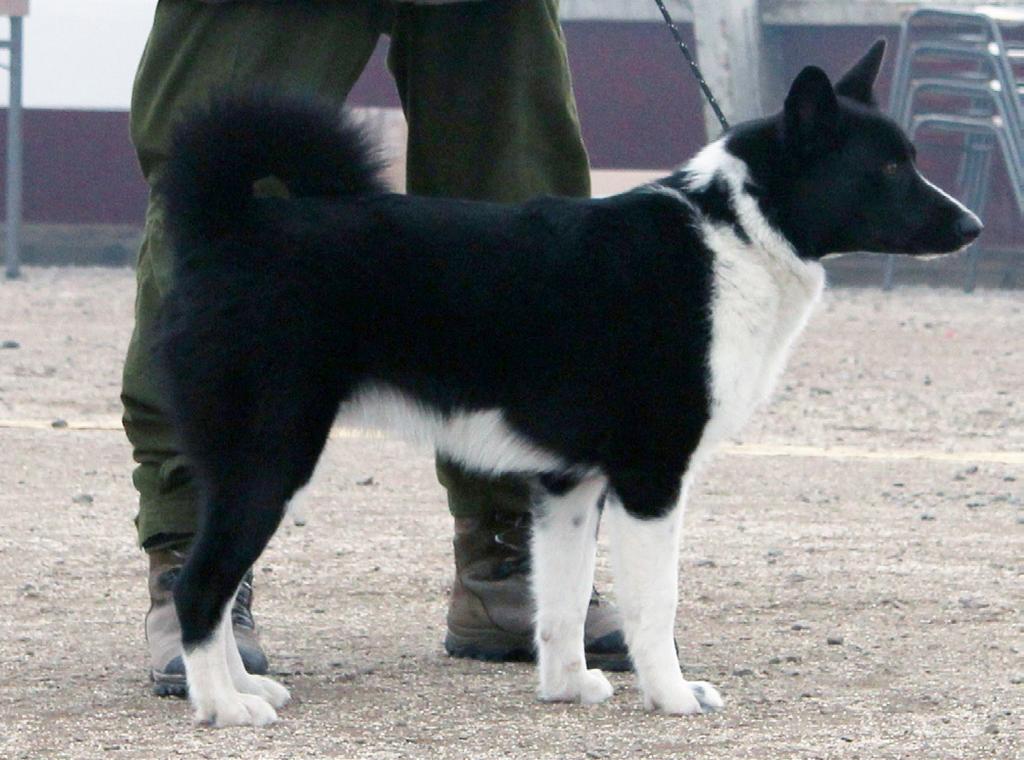 För böjd mellanfot och långa baktassar s.k björnfot drar ner prisvalören. Flata, tunna tassar samt spretiga tår är allvarliga fel och drar ner prisvalören. Hane med fin helhet.