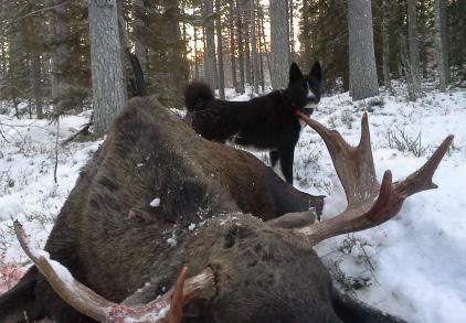 Inledning Denna publikation är tänkt som ett hjälpmedel för auktoriserade domare som dömer älghundsraser på utställning.