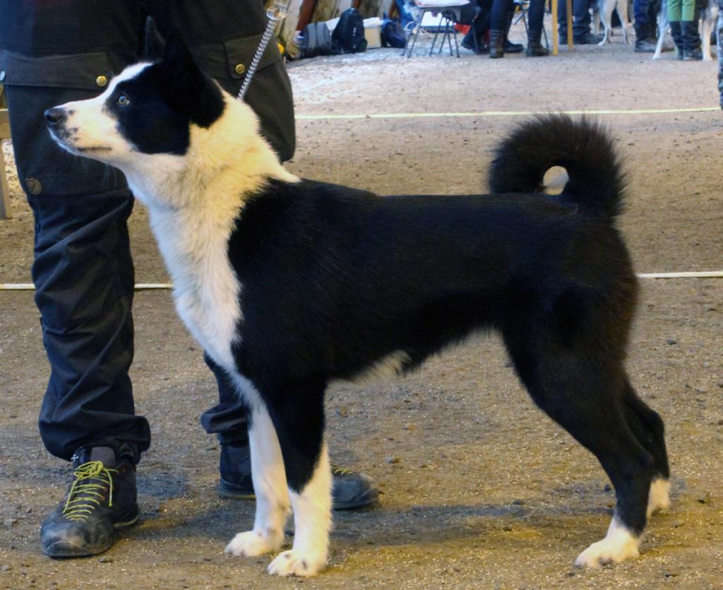 Karelsk Björnhund Uppförande/karaktär Karelsk björnhund skall ha intensiv jaktlust.