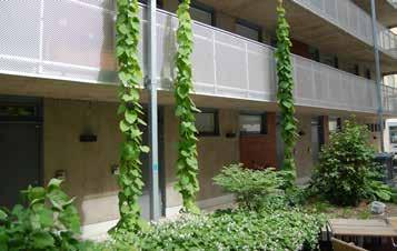 Klätterväxter på vajer på bostadsgård. Foto: Veg Tech AB. Exempel på diversifierad markvegetation på en bostadsgård. Foto: Veg Tech AB. Trädskikt Träd har en rad ekologiska funktioner.