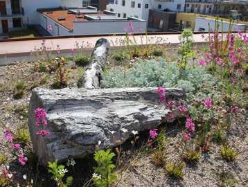 GRÖNYTEFAKTOR SUNDBYBERGS STAD Biologiska gestaltningselement Biologiska gestaltningselement är olika inslag i gårdsmiljön som motverkar lokal brist på viktiga funktioner för djuroch växtlivet såsom