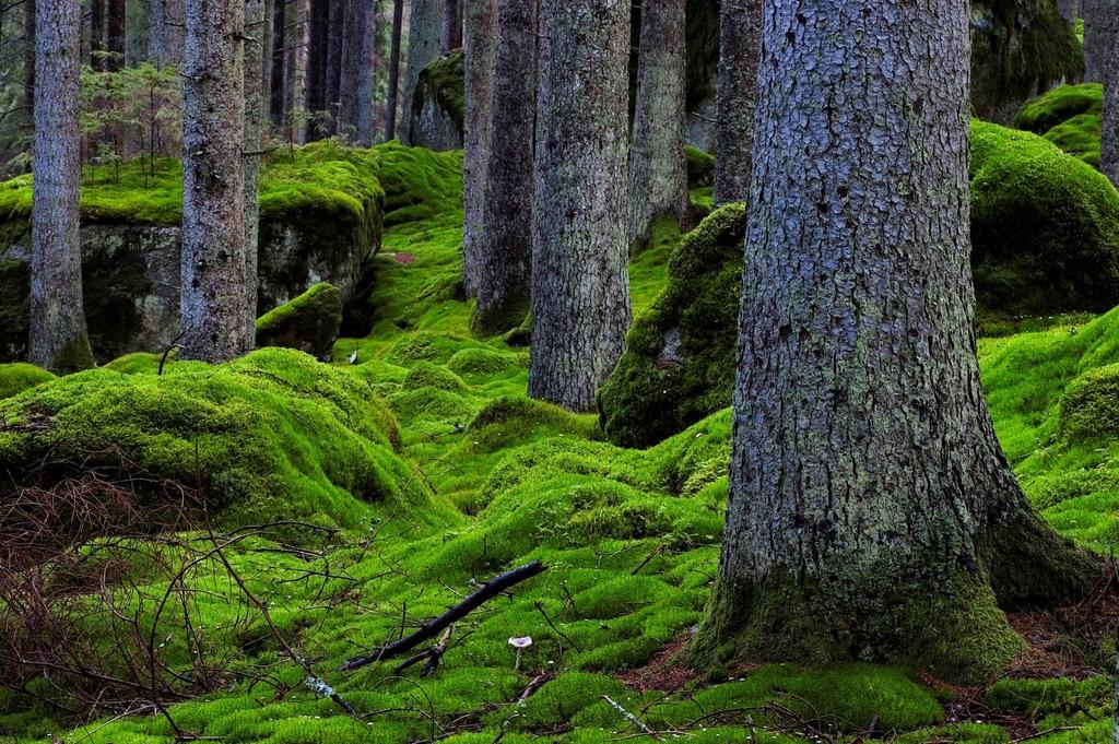 Vem städar i skogen?