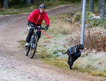 15-21/5: Hade vi i Dalarna en instruktör på RHFU (RäddningsHundFörarUtbildning) i Skövde. 1-6/6: Anordnade vi i Dalarna ett internationellt läger med deltagare från Sverige, Danmark, Polen och Åland.