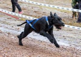 utrustning till olika klasser såsom trehjulingar och fyrhjulingar. Med de fordonen så har man 4-8 hundar som drar.