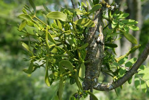 vedlevande insekter på lövträd. Ett tiotal insektsarter har sin enda kända förekomst i Sverige här.