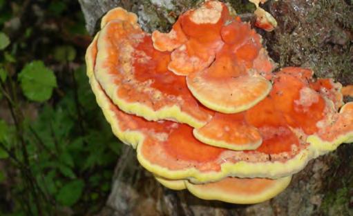 Skogsbruk bedrivs i de flesta ekoparker, men anpassas till områdets natur- och kultur värden.