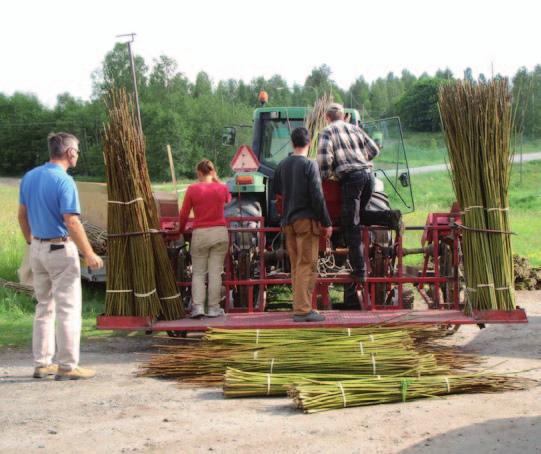 De kan också hjälpa till att rena jordbruksmark med för höga halter av tungmetaller. Energikvoten i en Salixodling är hög jämfört med andra grödor.