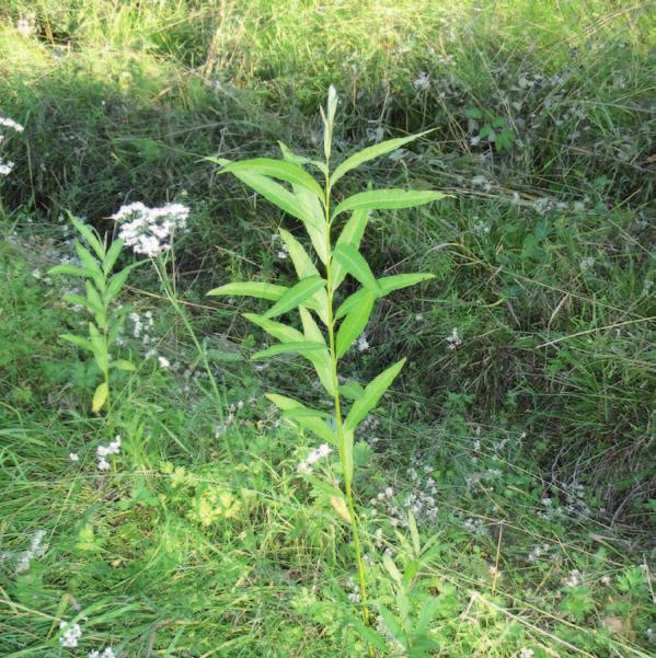 Inom ramen för projektet Energi grödor från åkermark är vi många som har samarbetat för att främja etablering och kommersialisering av energigrödor som Salix (se baksida).