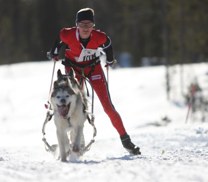 Draghundsporten delas upp i två olika stilar: nordisk stil (skidor och pulka) och slädhundsstil. TRE HEAT AVGÖR VM pågår under tre dagar, ett heat per dag.