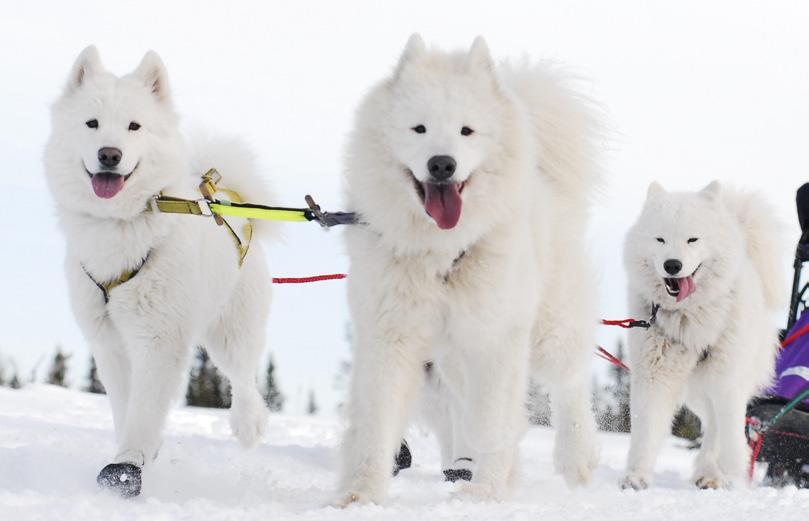 www.sveg2018.com De fyra hundraserna SIBERIAN HUSKY Siberian husky utvecklades hos tjuktjerfolket i nordöstligaste Sibirien.