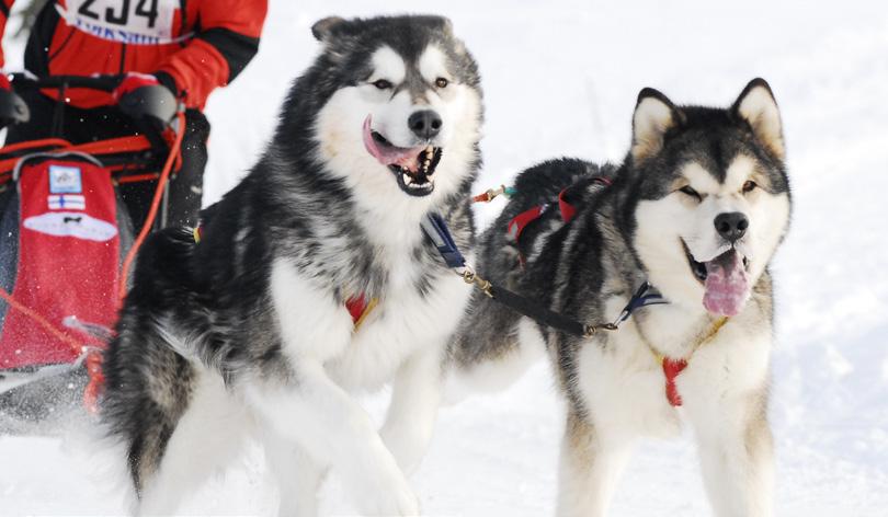 Det tjuktjerna behövde och utvecklade var en hund med förmågan att kunna tillryggalägga långa distanser med maximal fart, men med en minimal förbrukning av energi i ett område nära norra