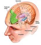 uppfattar som ett hot Kroppens stressystem Hypothalamus Thalamus