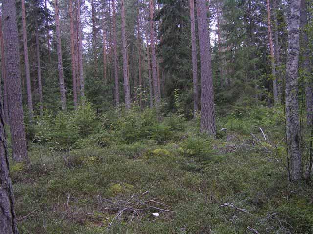 SABA Wind Oy Ab Brännsträsk vind 40 7.11 Vegetation Naturen i projektområdets och kraftledningsalternativet ALTA1 karterades av FCG Finnish Consulting Group sommaren 2010 (biolog, FM Vesa Salonen).