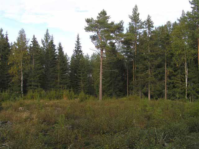 SABA Wind Oy Ab Brännsträsk vind 41 Figur 36. Det fläckvist utförda skogsbruket har resulterat i en mosaik av moskog av olika åldrar, allt från kalhyggen till moskog i naturtillstånd.